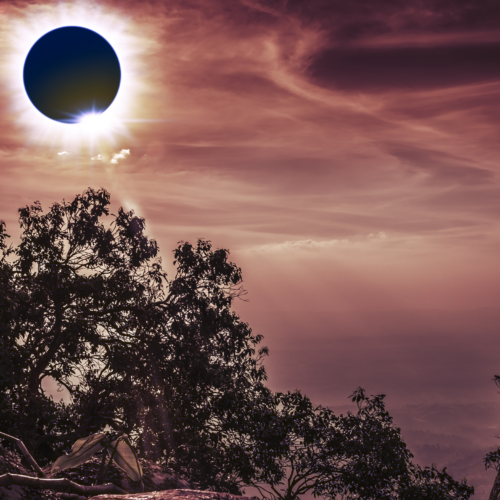 Total solar eclipse with trees in the foreground