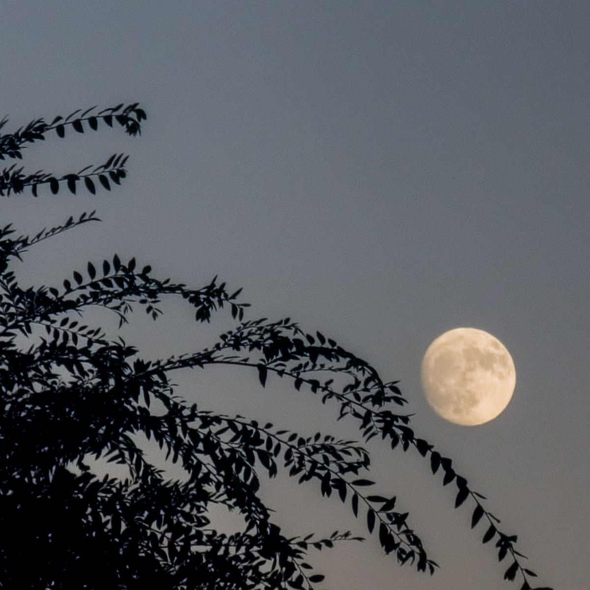 A full moon high in the sky.